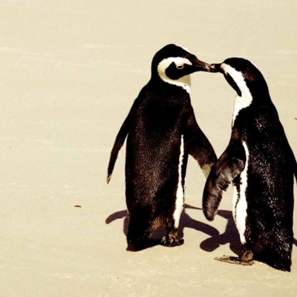 Meet your Posher, Adelaide